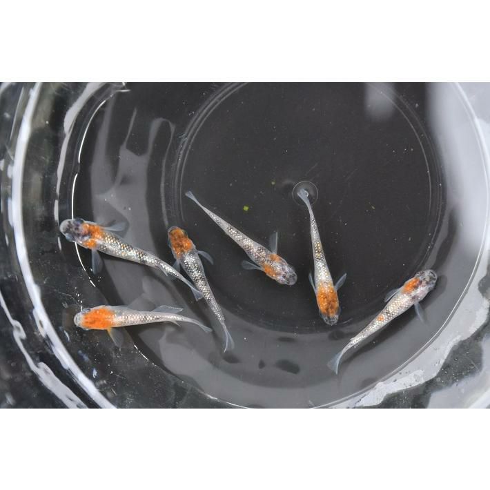 紅灯 若魚 #改良メダカ 紅灯 若魚 5匹 メダカ メダカの卵 メダカ水槽 メダカ種類 メダカの飼い方屋外 メダカ飼い方 めだか メダカ無人販売 |  株式会社プロスパージャパン